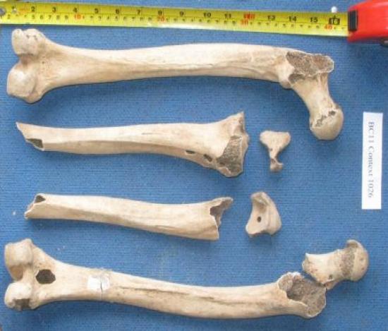 Human bone from the Bartlemas Chapel excavations