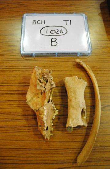 Animal bone from the 2011 excavations at Bartlemas Chapel